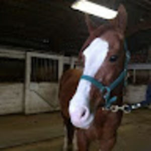 Meet your Posher, Abby